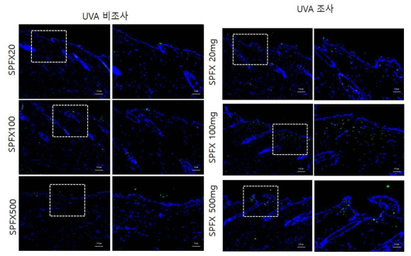 SPFX 비조사군과 조사군의 면역염색 결과