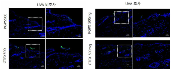 PGPX, GTFX 비조사군과 조사군의 면역염색 결과