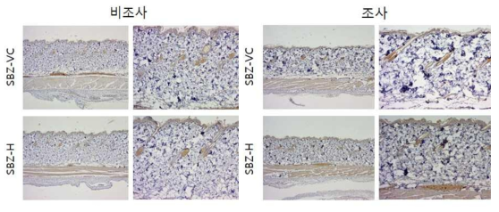 SBZ 비조사군과 조사군의 면역염색 결과