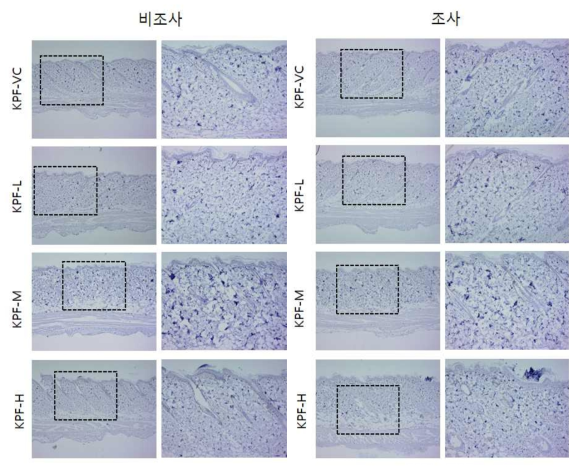 KPF 비조사군과 조사군의 면역염색 결과