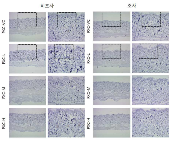 PXC 비조사군과 조사군의 면역염색 결과