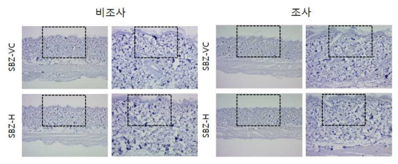 SBZ 비조사군과 조사군의 면역염색 결과