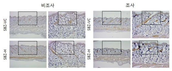 SBZ 비조사군과 조사군의 면역염색 결과