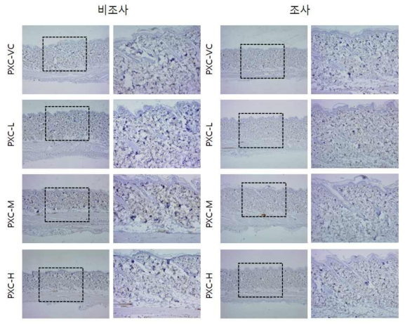 PXC 비조사군과 조사군의 면역염색 결과