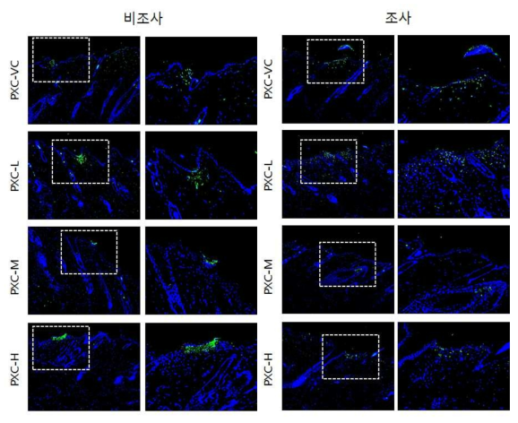 PXC 비조사군과 조사군의 면역염색 결과