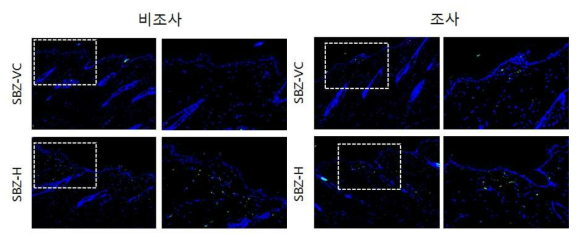 SBZ 비조사군과 조사군의 면역염색 결과