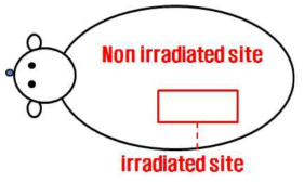 전신적용 의약품의 조사부위(Irradiated site) 설정