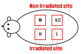 경피적용 의약품의 조사부위(Irradiated site) 설정