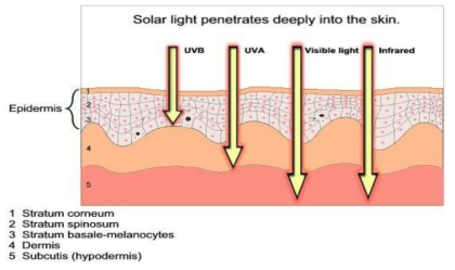 빛의 파장 영역에 따른 피부 침투