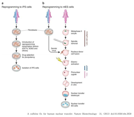 iPSC와 NT-hES의 제작 방법
