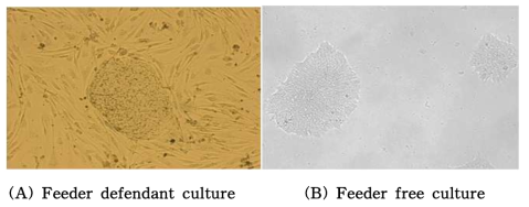 Undifferentiated iPSCs