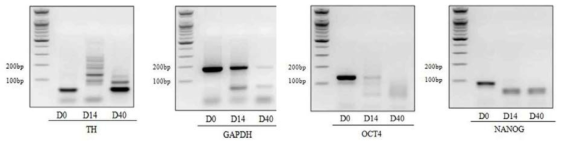 PCR을 통한 도파민 신경 뉴런 분화 마커 확인