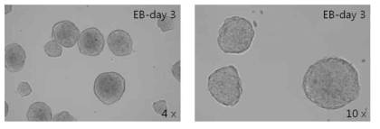 Neural Induction media를 사용하여 생성한 EB