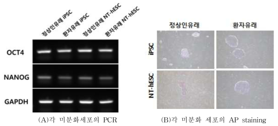 미분화 특성 확인