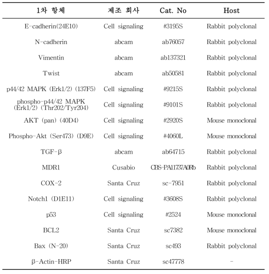 Western blot에 사용한 항체 정보