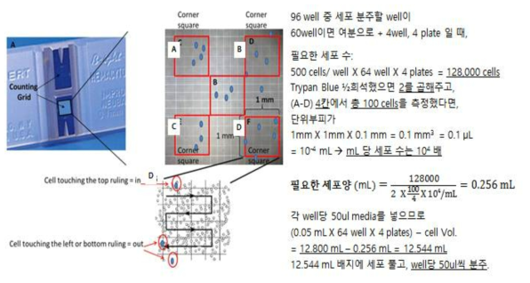 Hemocytometer를 이용한 세포 수 측정