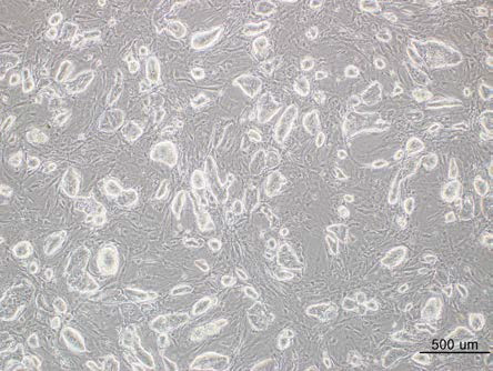 Undifferentiated mESCs observed at x40 magnification