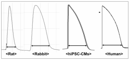 쥐, 토끼, 사람 심장세포의 활동전위가 차이를 보이지만, 인간 iPS 유래 심근세포는 유사한 활동전위를 보임