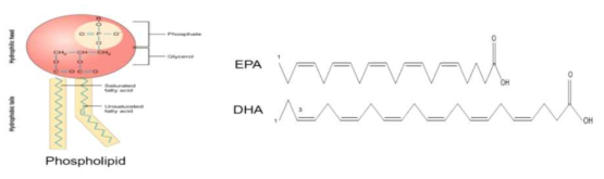 Chemical structures of phospholipids and substituted fatty acids