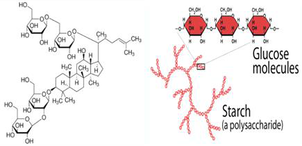 Saponin과 polysaccharide 구조