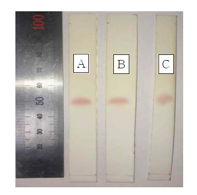 본 실험에서 TLC법을 통한 L-글루탐산나트륨수화물의 크로마토그램 (A) 표준액 1 (B) 표준액 2 (C) 표준액 3