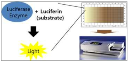 리포터유전자 측정원리. 특정 자극에 의해 발현된 리포터단백질을 분해시 빛을 발산 (일반적으로 발광(luminescence))하는 기질과 반응시켜 분광광도계로 발광량을 측정한다. 이를 통해 정량적 분석이 가능하다
