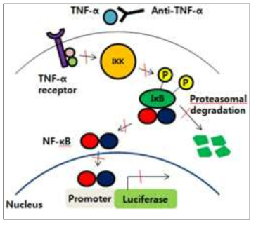 TNFα에 의해 반응하는 신호전이체계 모식도