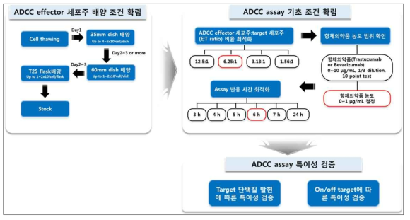 리포터 유전자를 활용한 항체의약품 ADCC 활성 시험법 개발 수행 체계