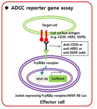 리포터유전자를 활용한 ADCC 시험법 모식도. Target 세포와 Effector 세포를 함께 배양하여 항체의약품의 CDR과 Fc 부위를 통한 신호전달을 리포터유전자의 발현으로 측정한다