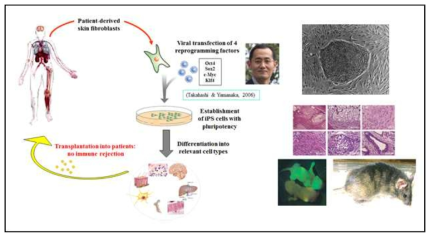 성체의 피부세포로부터 유도만능줄기세포주 (iPSC)의 확립과정, 형성된 iPSC의 morphology 및 teratoma 실험 및 chimera 형성을 통한 pluripotency를 입증함