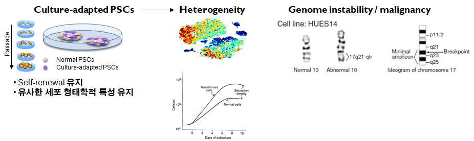 미분화 만능줄기세포의 배양적응 동안 이형화 (heterogeneity) 현상 발생 및 유전체 불안정성 가능성