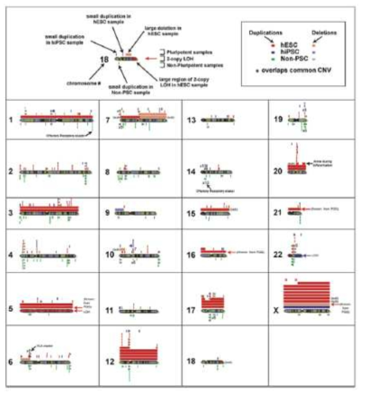 인간 역분화줄기세포에서 확인된 CNV partition에서 duplication 및 deletion 확인 (Hussein et al. 2011)