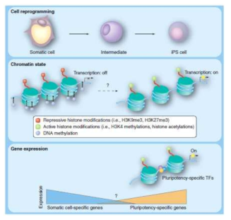 Cell reprogramming에서 pluripotency-specific genes의 Epigenetic regulation (Hong et al. 2011)