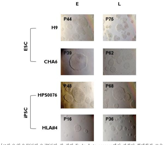 2 ESC와 2 iPSC의 각 각의 Early, Late passage에서 관찰된 형태학적 모습