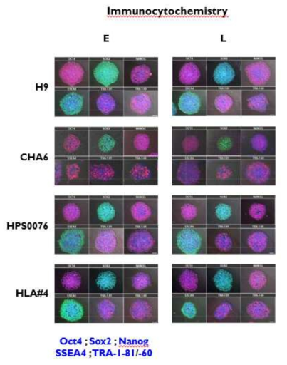 2 ESC와 2 iPSC의 Early, Late passage에서 ICC 분석 결과