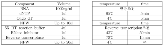 cDNA 합성을 위한 용액 조성 및 역전사 조건