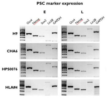 2 ESC와 2 iPSC의 Early, Late passage에서 RT-PCR 결과