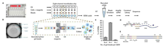 10X Chromium system. (A) 10X Microfluidic Chip과 단일세포 RNA 시퀀싱 과정 (B) GEM 형성 과정. Oil drop안에 세포 1개와 바코드 장착된 bead 1개를 가두게 됨 (C) 단일세포 GEM 형성 비율 (D) 시퀀싱 read의 구조. Cell 바코드와 UMI 바코드를 포함함