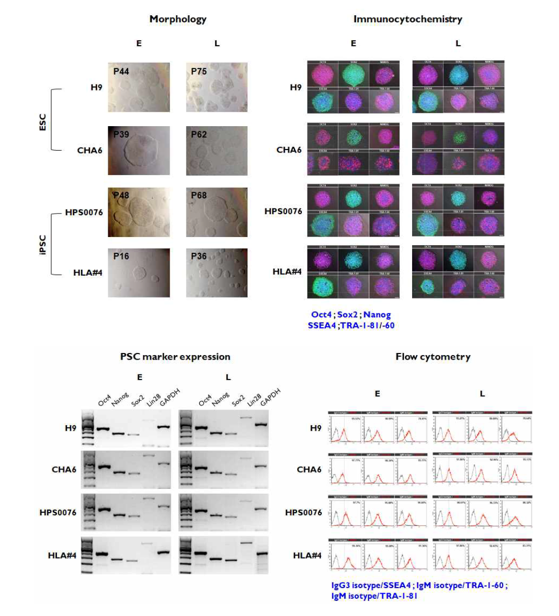 배양적응 미분화 만능줄기세포의 확보 및 특성 분석. (A) Morphology of PSCs at different passages of H9, CHA6, HPS0076, and HLA4. (B) Immunocytochemistry analysis for the PSCs with Oct4, Sox2, SSEA4, and TRA-1-81/60 markers. (C) Gene expression of pluripotency-related markers Oct4, Nanog, Sox2, and Lin28. (D) FACS analysis for the PSCs with IgG3 isotype/SSEA4, IgM isotype/TRA-1-60, and IgM isotype/TRA-1-81