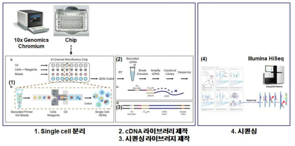 10X Genomics Chronium을 이용한 단일세포 분석 시스템