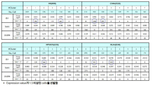 배양 적응 세포에서 이형화 세포의 분포