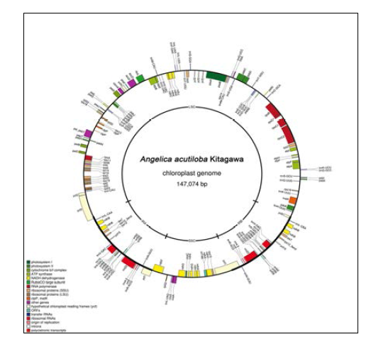 일당귀의 엽록체 유전체 NGS 분석 결과를 바탕으로 작성된 엽록체 유전체 구조