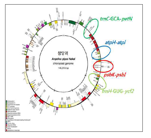 참당귀의 엽록체 유전체 NGS 분석 결과를 바탕으로 작성된 엽록체 유전체 구조. (표시한 부분은 일당귀와 염기서열 차이를 보이는 유전자 부위임)