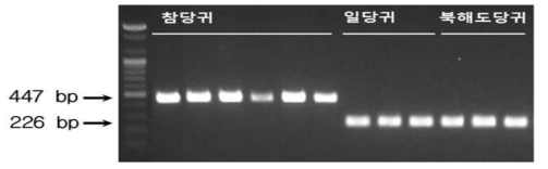 엽록체 유전체 분석을 통해 제작된 Angelica indel-atpH-atpI-F/R의 PCR 결과
