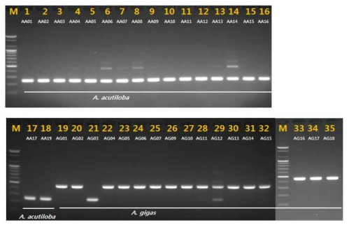 PCR 산물에 대한 젤 이미지. lane M: 100 bp DNA ladder; lane 1-18 : 일당귀(A. acutiloba) ; Iane 19-35 : 참당귀 (A. gigas)