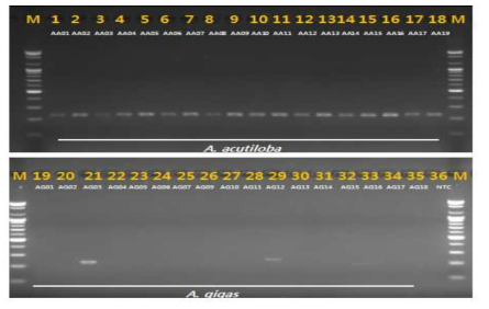 PCR 산물에 대한 젤 이미지. lane M: 100 bp DNA ladder; lane 1-18 : 일당귀(A. acutiloba) ; Iane 19-35 : 참당귀 (A. gigas) ; Iane 36 :NTC