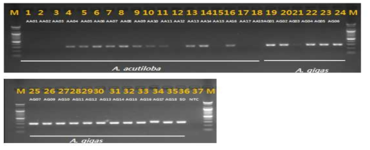 PCR 산물에 대한 젤 이미지. lane M: 100 bp DNA ladder; lane 1-18 : 일당귀(A. acutiloba) ; Iane 19-35 : 참당귀 (A. gigas) ; Iane 36 : A. gigas Iane 37 : NTC