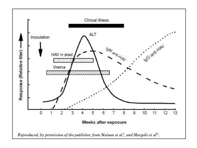 Virologic, immunologic and biochemical events during the course of experimental hepatitis A virus infection in chimpanzees inoculated intravenously with human HAV, strain HLD2. ALT, alanine aminotransferase [The Immunological Basis for Immunization Series, Module 18: Hepatitis A]