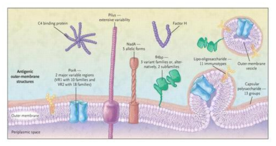 B군 수막구균 백신에 사용되는 피막단백항원 (NEJM 2010;362:1511-1520)