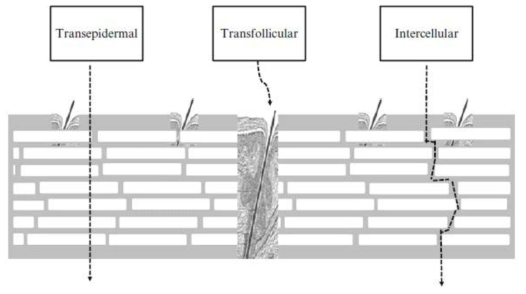 각질층을 가로 지르는 국소 약물 제품의 3가지 흡수 경로. 표피를 통한 경로 (Transepidermal 경로)는 각질층을 통한 수동 확산이다. 모낭을 통한 경로 (Transfollicular)는 피부의 다른 층으로 이동하기 위해 피부의 모간을 통과한다. 세포 간 경로(Intercellular)는 각질층의 세포연접과 피부의 다른 층 사이의 경로이다